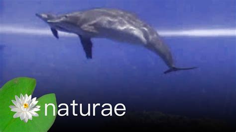 Explore The Wildlife Kingdom Dolphin Gives Birth Youtube