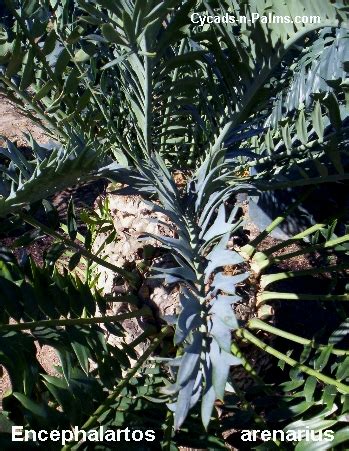 Encephalartos Arenarius Cycads N Palms Com