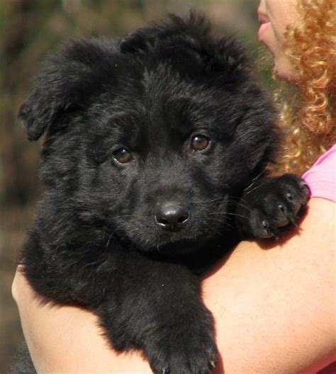 Black German Shepherd Puppies For Adoption Petsidi
