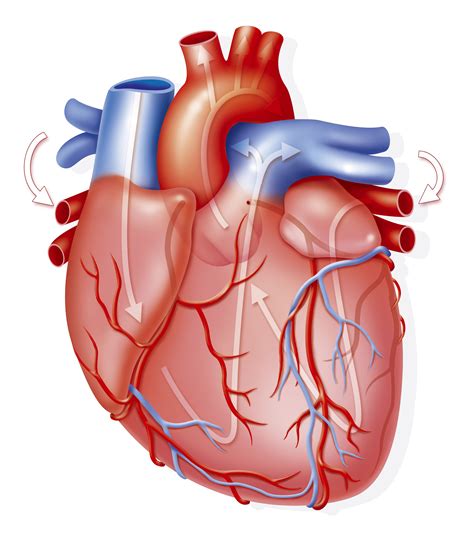 El Corazón Y Su Anatomía