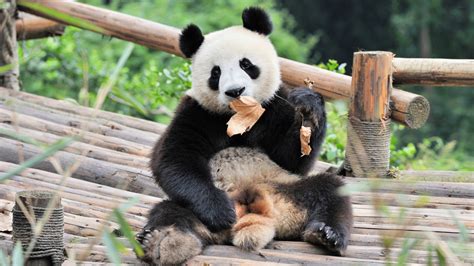 Les Pandas Sont Ils Carnivores Animal Totem