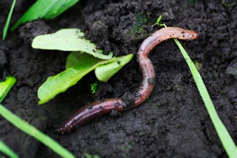 7 Reasons To Love Earthworms—and How To Attract More To Your Garden