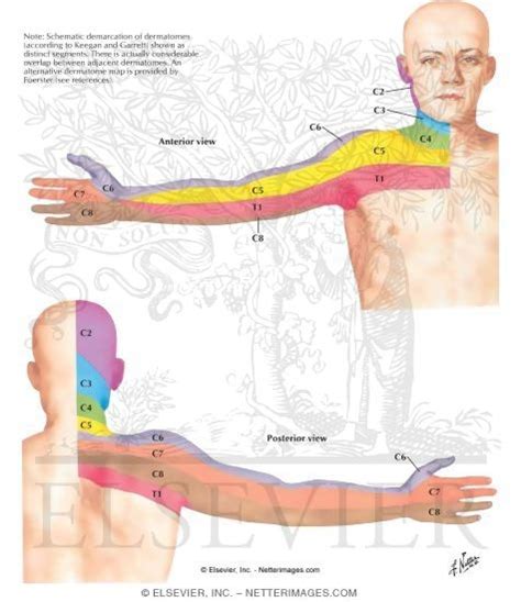 Dermatomes Upper Limb