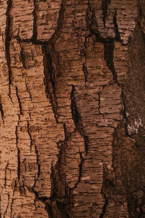 Dark Textured Dry Bark Of Tree Trunk With Cracks And Rough Surface In