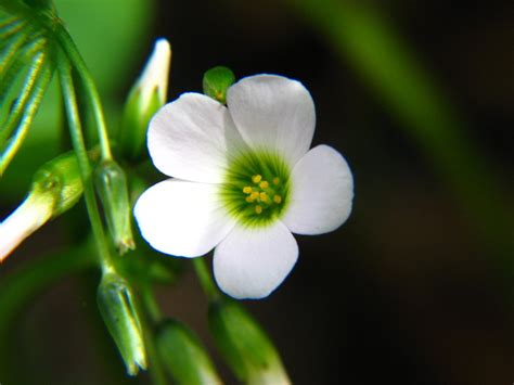 These Small Flowers Are Insanely Beautiful 50 Photos