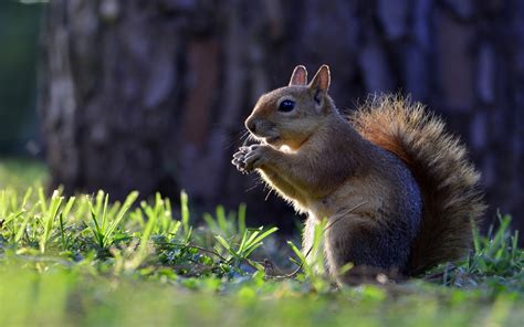 Animals Squirrel Hd Wallpapers For Mobile Phones And Laptops 2560x1600