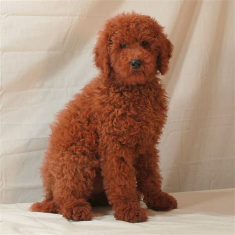 Moyen Poodle Characteristics Appearance And Pictures