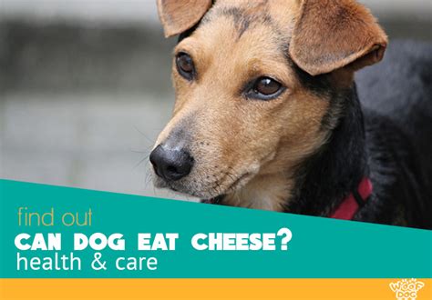 Yes, dogs can certainly eat cheese. Can Dogs Eat Cheese? Dangerous or Tasty Treat?