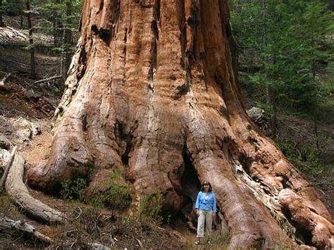 Worlds Largest Trees 1001archives