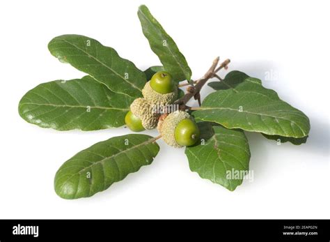 Aleppo Eiche Quercus Infectoria Aleppoeiche Stock Photo Alamy