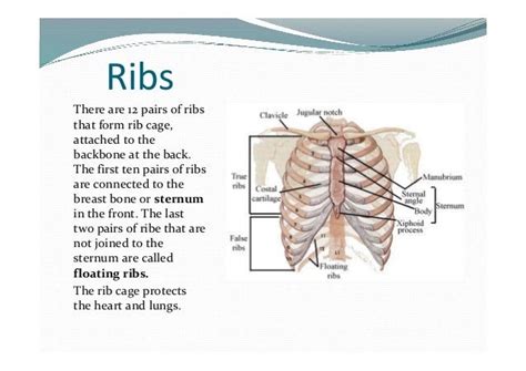 What Body Parts Are Under The Rib Cage Skeletal Series Part 5 The