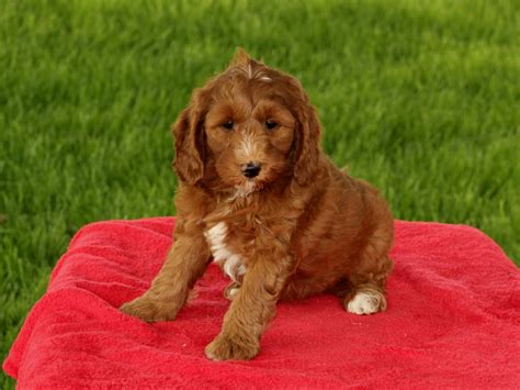 Lancaster puppies has the perfect goldendoodle for you from reputable breeders in pa and ohio. Joyce | F1B Mini Goldendoodle Puppy | Central Illinois Doodles