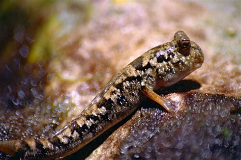 Perhatikan gambar organ pernafasan berikut!proses yang terjadi pada bagian yang ditunjuk tanda. Alat Pernapasan Tambahan pada Ikan - ANAK IKAN