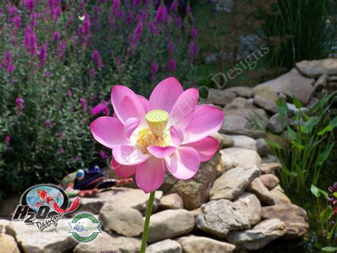 Has the absolute best i've had in lex. Pond Plants Lexington Kentucky (KY) | Pond plants, Fish ...