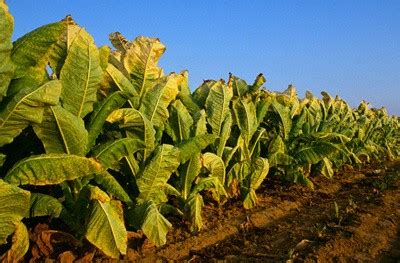 Descubren Propiedades Terap Uticas En La Planta Del Tabaco Consulta