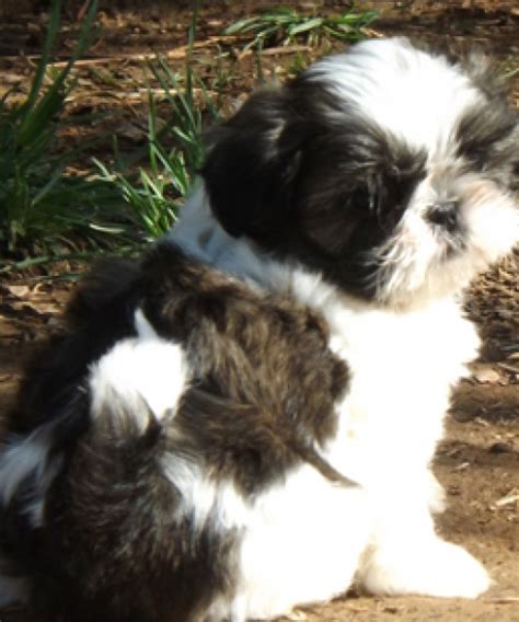 7 weeks old and will be ready to go home on february 20th at 8 week. Shih Tzu Puppies For Adoption Near Me - The W Guide