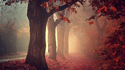 Wallpaper Sunlight Trees Forest Fall Leaves Nature Red Morning