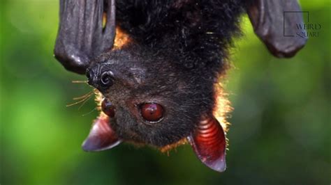 Interesting Facts About Madagascan Fruit Bat By Weird Square Youtube