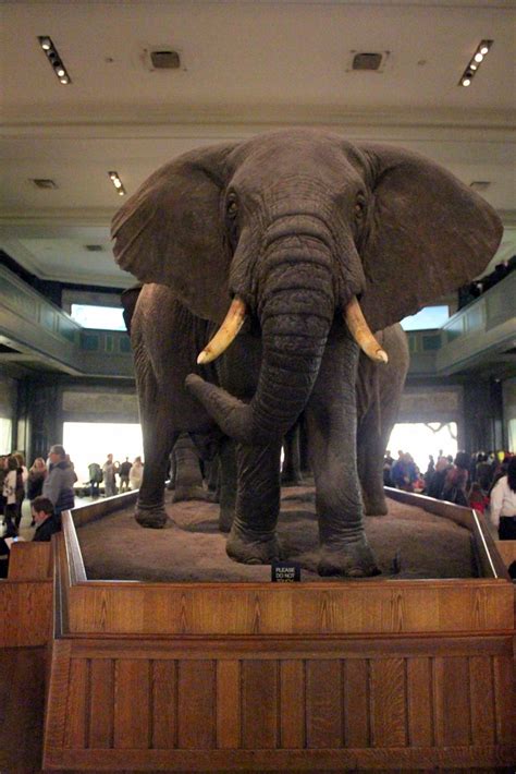 Nyc Amnh Akeley Hall Of African Mammals African Eleph Flickr