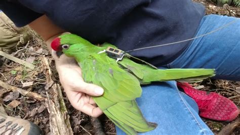 Thick Billed Parrot Release Youtube