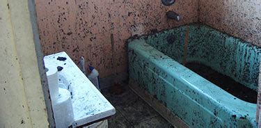 black mold removal    common places  find