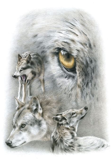 Free Wolf Drawings And Sketches And Pichers For Beginner Sketch