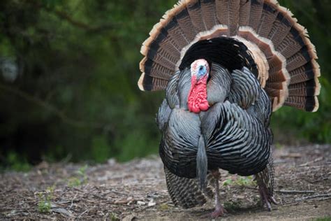 Best Turkey Bird Stock Photos Pictures And Royalty Free Images Istock