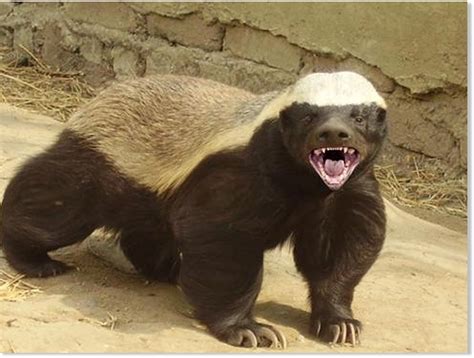 Rabid Honey Badger Attacks Couple In South Africa — Earth Changes
