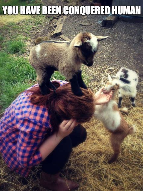 Baby Goat Baby Goats Are So Cute You Have Been Conquered Human