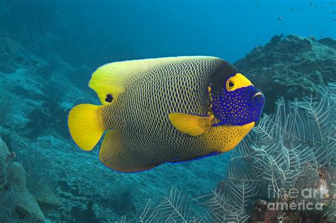 Malaysia Marine Life Photograph By Dave Fleetham Printscapes Fine