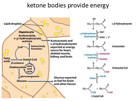 Amino acids are important in biology, biochemistry, and medicine. Beta oxidation & protein catabolism