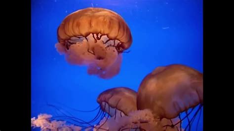 Baby Einstein Stock Footage Jellyfish Youtube