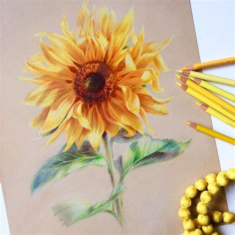 Drawing Images Drawing Videos Art Drawings Flower Drawing Flower