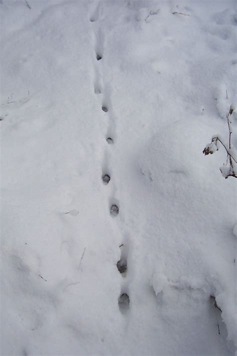 Animal Tracks In Snow Utah Vinaml