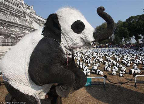 Elephant Sanctuary In Thailand Painted The Mammals To Resemble Pandas
