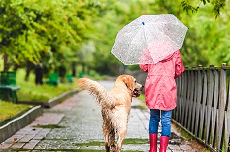 Walking Your Dog In The Rain Pet Behaviour Spinney Ve