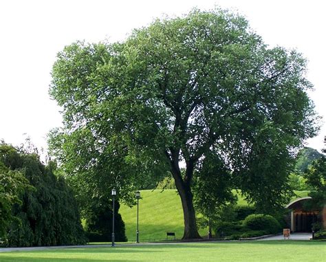 Our American Elm A Survivors Story Tree Longwood Gardens Trees To