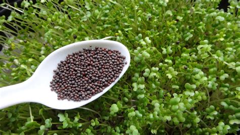 How To Grow Microgreens Mustard Microgreens Two Different Methods