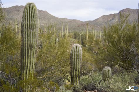 Saguaro Cactus Of The Sonoran Desert In Tucson Arizona — Jason Collin