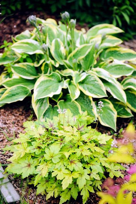 Hosta Planted In Summer Garden Stock Photo Image Of