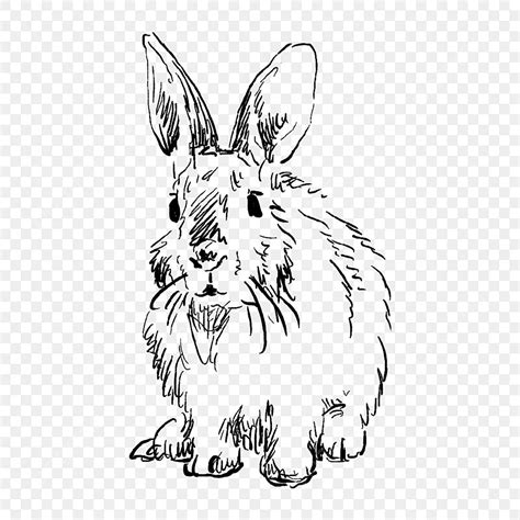 Hand Drawn Rabbit Png Picture Black And White Line Drawing Hand Drawn