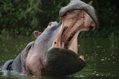 Meet The Largest Hippopotamus On Record Murbarak Animals Around The