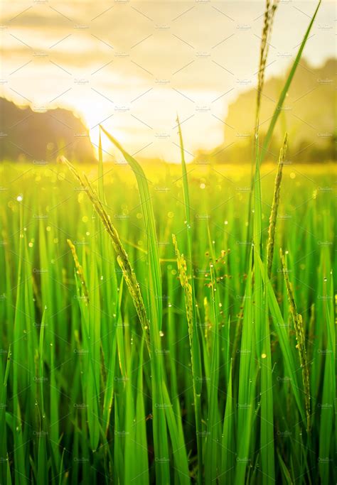 Paddy Rice Field Background High Quality Nature Stock Photos