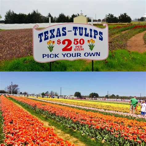 Pick Your Own Tulips At Texas Tulips Texas Vacation Spots Texas
