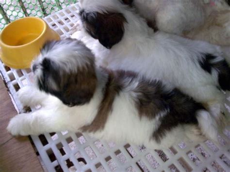 Larger puppies with robust appetites can start towards the. Cute Puppy Dogs: New Born Shih Tzu Puppies