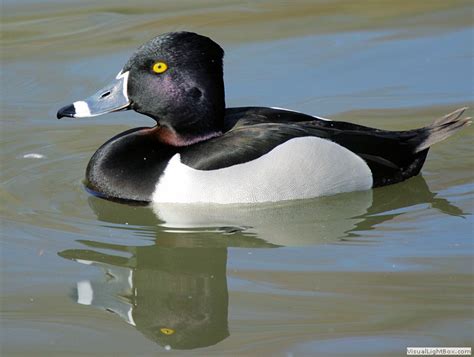 Identify Ring Necked Duck Wildfowl Photography