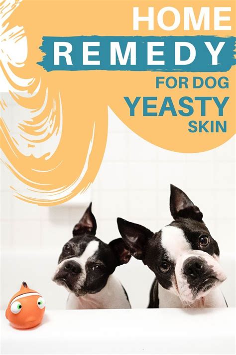 Home Remedy For Dog Skin Yeast Infection Dog Skin Dog