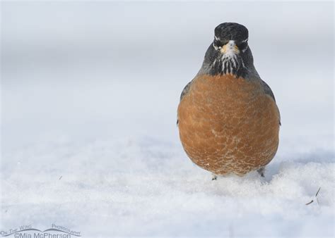 Grumpy Looking American Robin In Leg Deep Snow On The Wing Photography