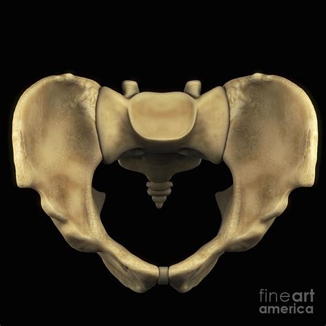 Male Pelvic Bone Diagram