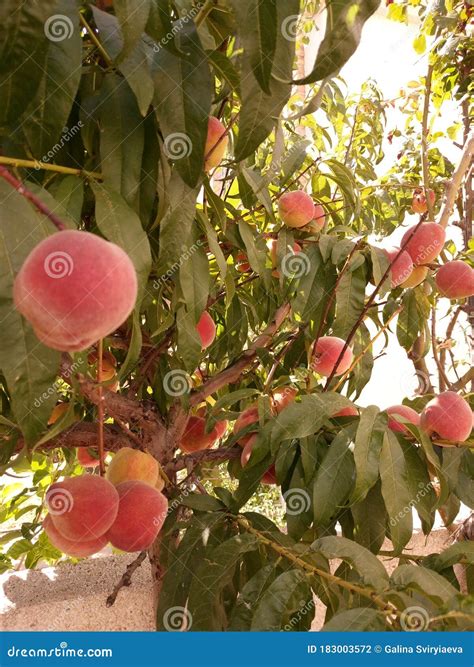 Peach Tree With Fruits Ripe Stock Photo Image Of Branch Agriculture